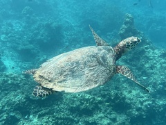 Hawksbill turtle