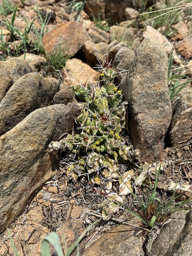 Euphorbia groenewaldii