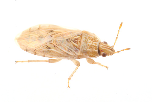 Holcocranum saturejae (Kolenati, 1845)