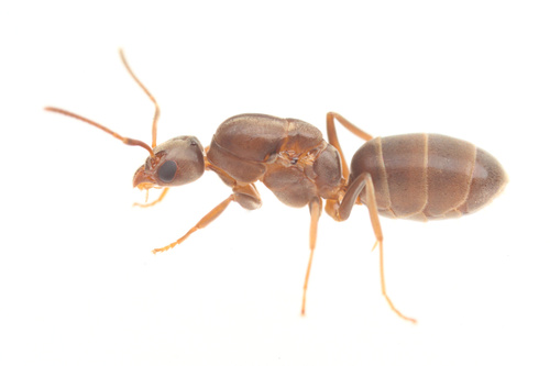 Argentine Ant