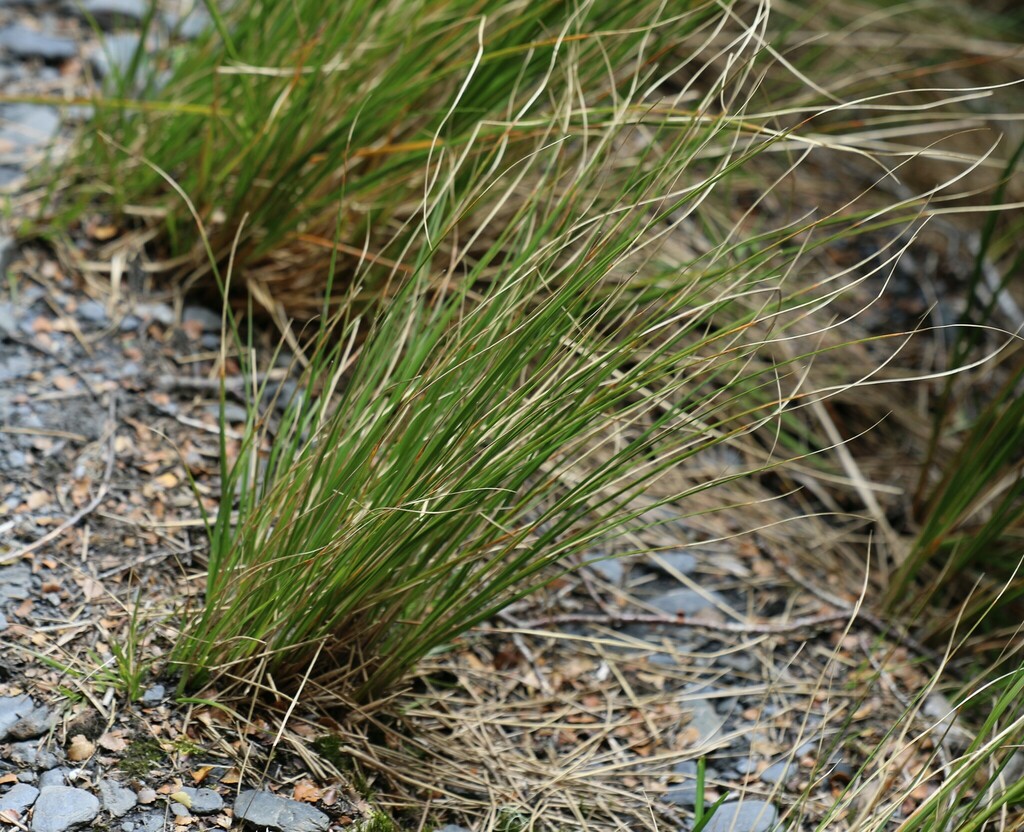 Snow tussock from Kahurangi National Park, NZ-TS-TM, NZ-NE, NZ on ...