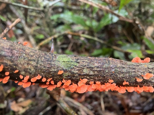 orange poreconch