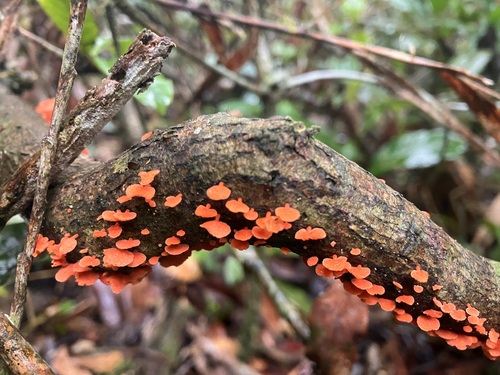 orange poreconch