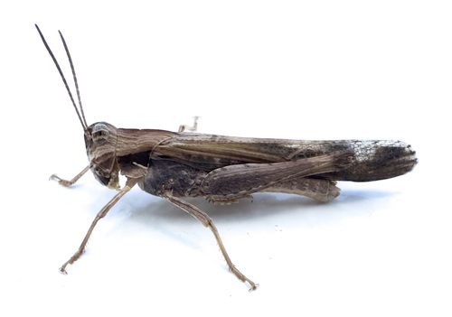 Morphacris fasciata