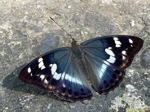 Chitoria chrysolora
