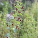 Scrophularia peregrina - Photo 由 Elisabetta Palmeri 所上傳的 (c) Elisabetta Palmeri，保留所有權利