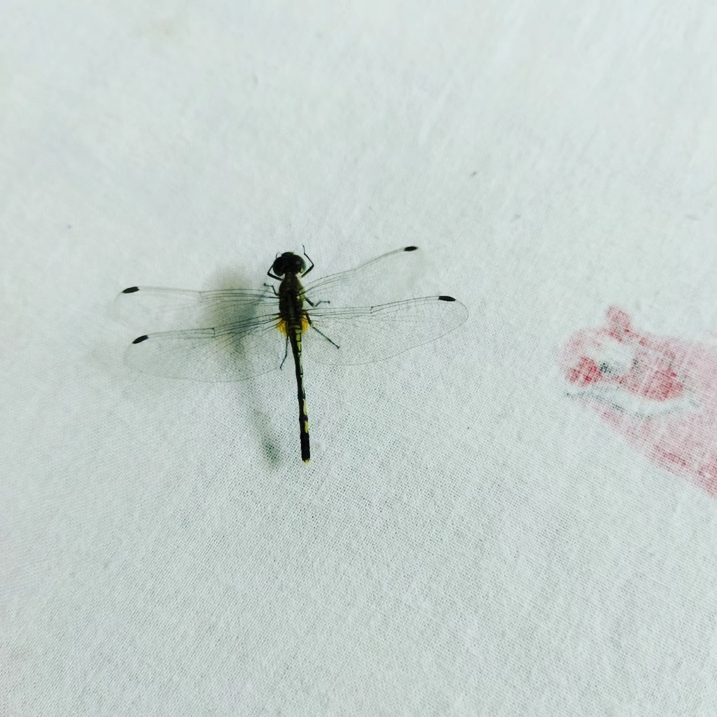 Chalky Percher from H94Q+GGC, Tangra, Kolkata, West Bengal 700015, India on October 30, 2023 at