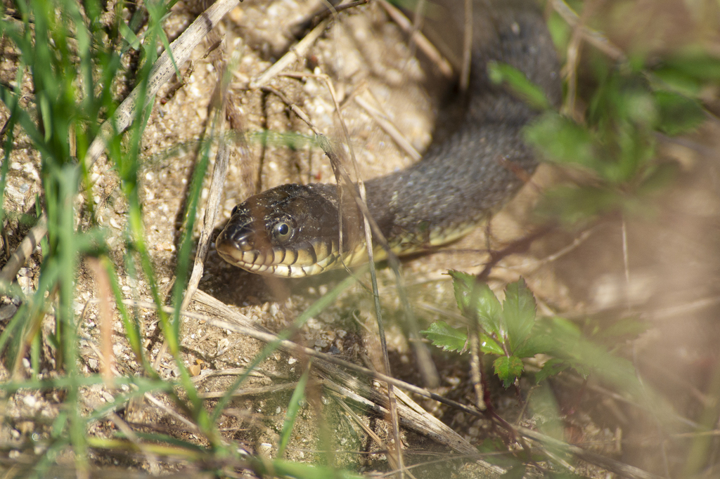 Plain-bellied Watersnake from 9601 Fossil Ridge Rd, Fort Worth, TX ...