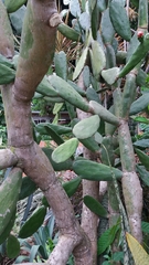 Image of Opuntia karwinskiana