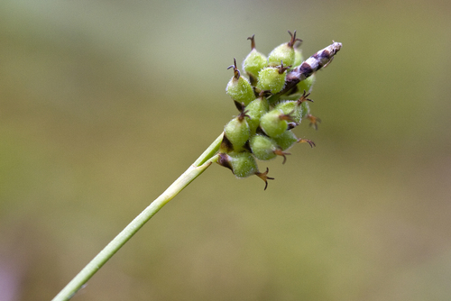 low northern sedge (Carex concinna)