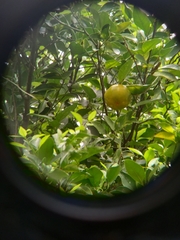 Image of Citrus reticulata