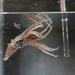 Arcturus Cock-eyed Squid - Photo (c) peterraskmoller, all rights reserved