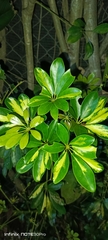 Schefflera arboricola image