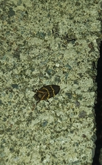Image of Aeneolamia contigua