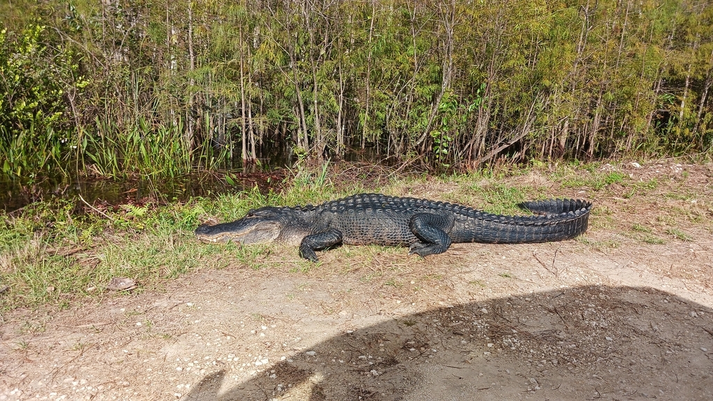 American Alligator from Jerome, FL 34141, USA on November 16, 2023 at ...