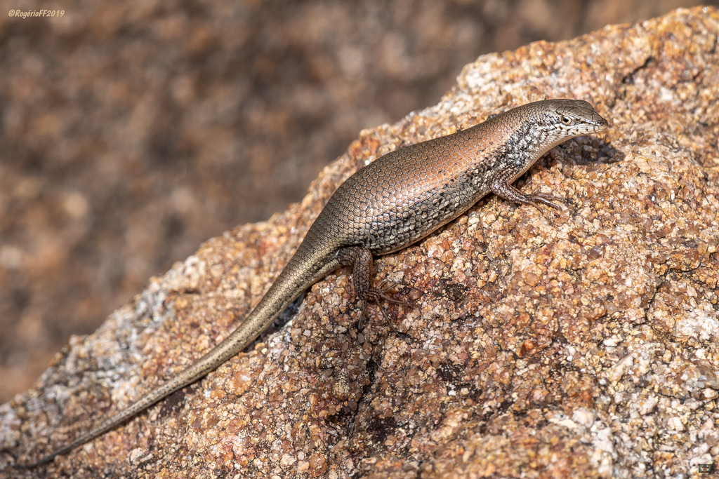Speckled sand skink
