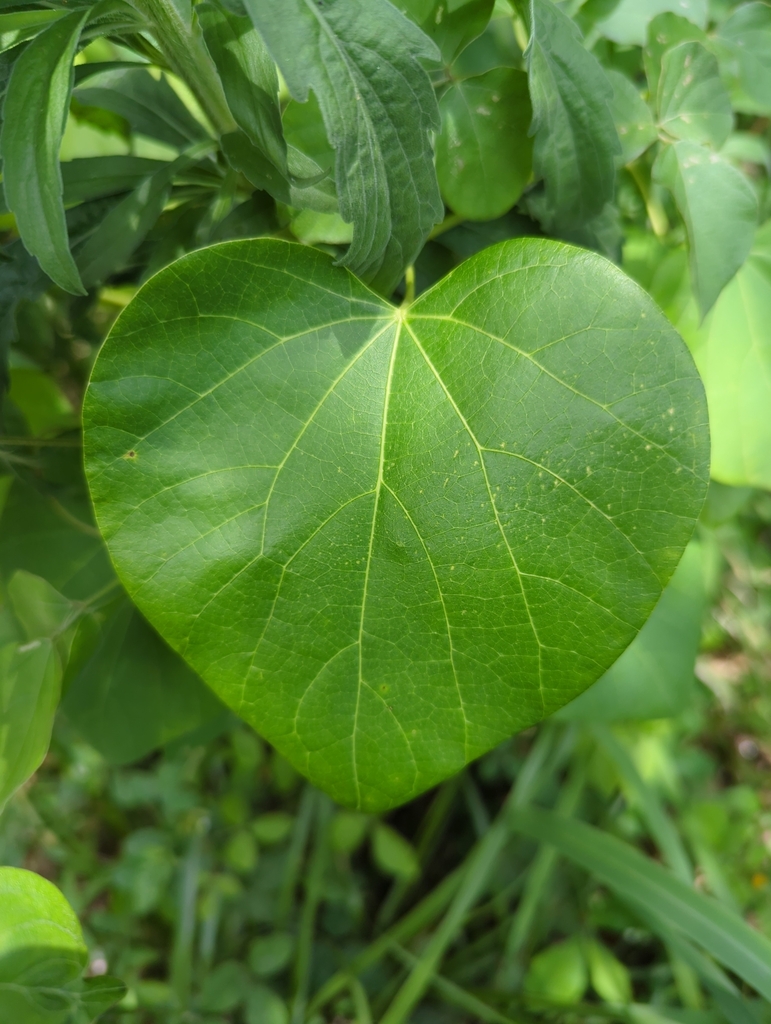 Big-Leaf Vine from Draper QLD 4520, Australia on November 24, 2023 at ...