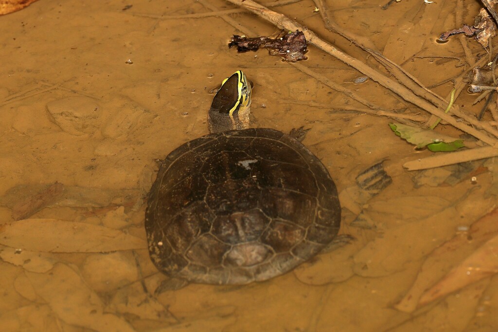 East Indian Box Turtle In November 2023 By Carlos N. G. Bocos · Inaturalist