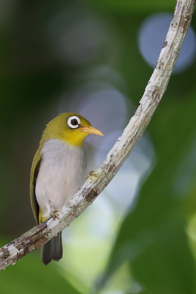 Wangi-wangi White-eye photo