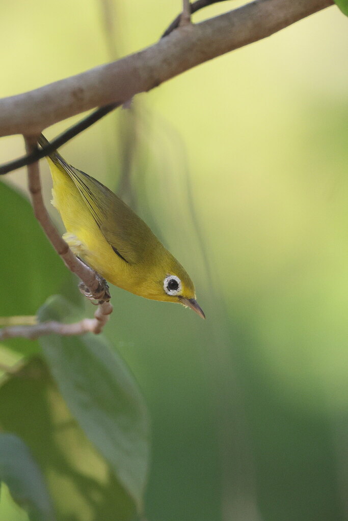 Wakatobi White-eye photo