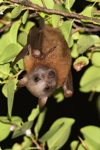 Grey Flying-fox (Pteropus griseus) — Near Threatened Mammalia