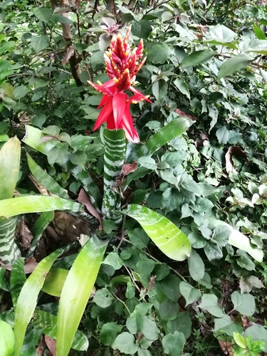 Aechmea chantinii image