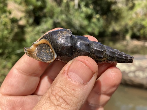 Pirena madagascariensis