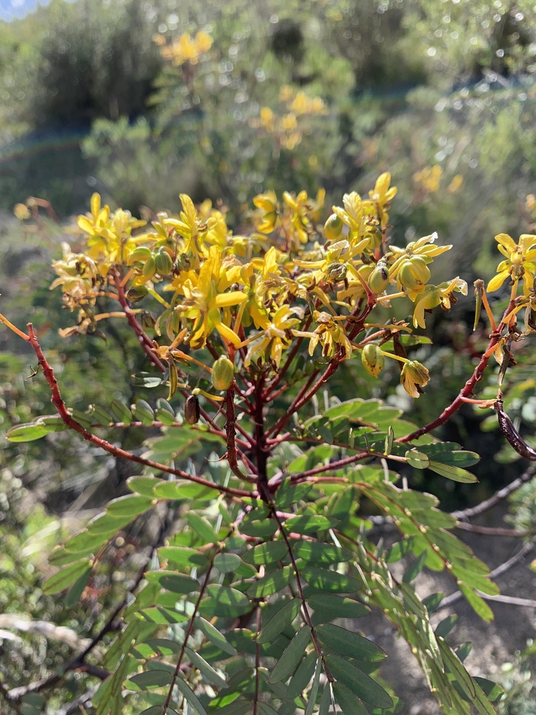 Moto moto, takarkaya (Senna aymara) · NaturaLista Colombia