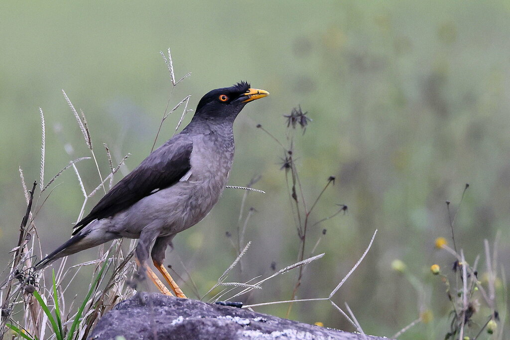 Pale-bellied Myna photo