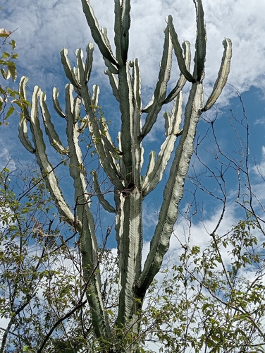 Common Tree Euphorbia