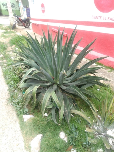Agave attenuata image