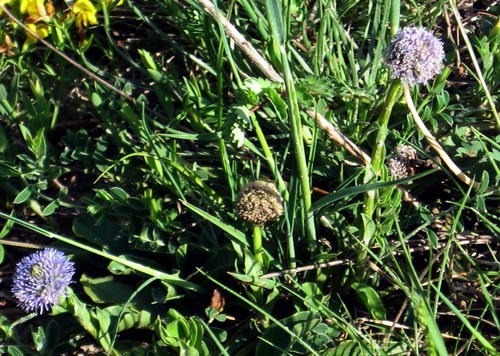 Common Globularia (Globularia punctata)