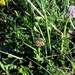 Globularia punctata - Photo (c) else15, todos os direitos reservados, uploaded by else15