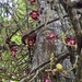 Cannonball Tree - Photo (c) Laura Camila Oyuela, all rights reserved, uploaded by Laura Camila Oyuela