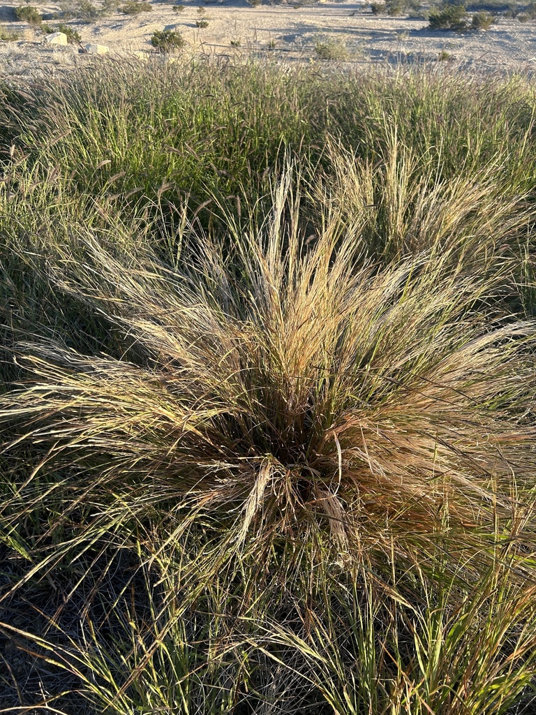 tanglehead from Terlingua Ghost Town, Terlingua, TX, US on November 24 ...