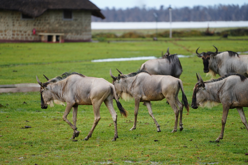 Eastern White-bearded Wildebeest from Tanzania on December 26, 2022 at ...