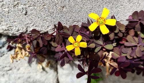 Creeping Woodsorrel