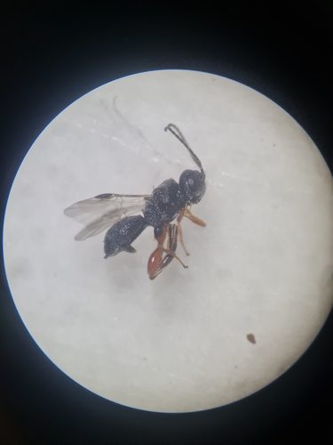 Urosigalphus