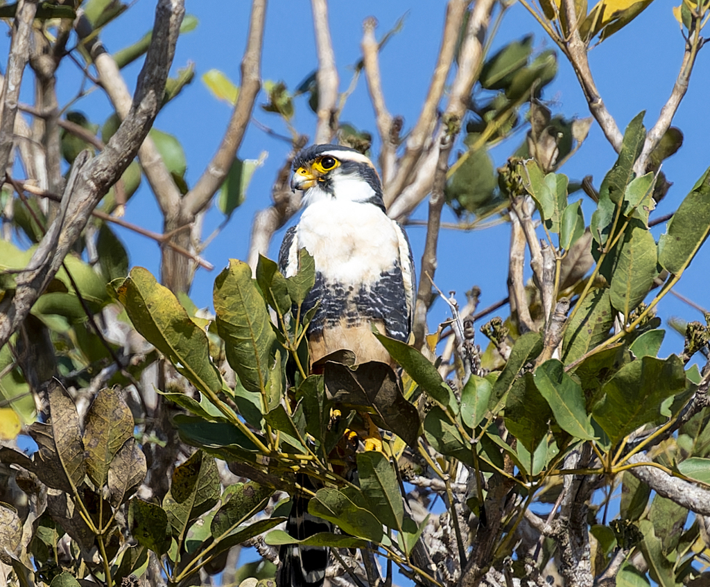 Aplomado Falcon from Pousada Piuval Estr. Transpantaneira, Km 10 ...