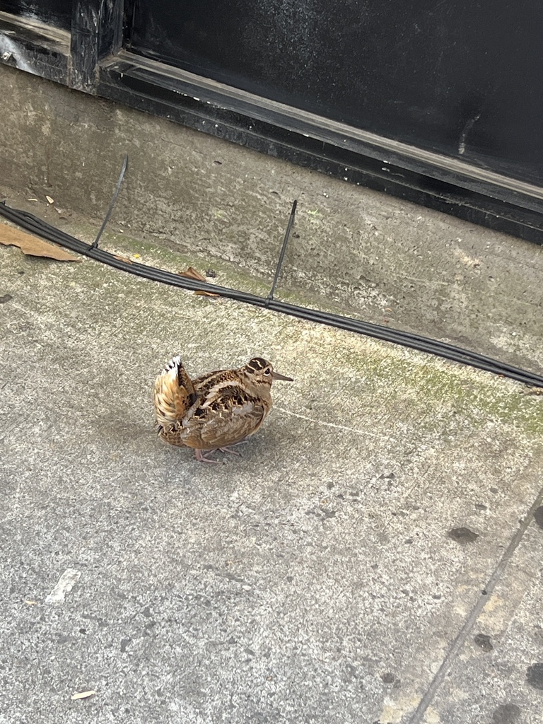 American Woodcock from Manhattan, New York, NY, US on November 24, 2023 ...