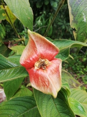 Psychotria poeppigiana image