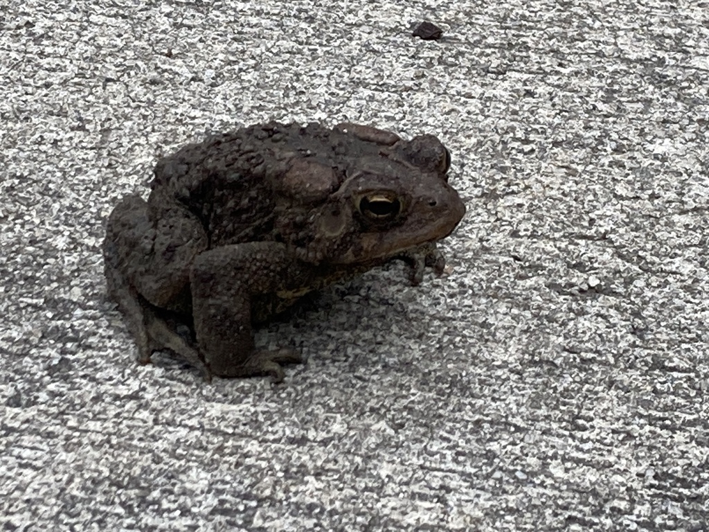 American Toad from Pisgah National Forest, Candler, NC, US on October ...