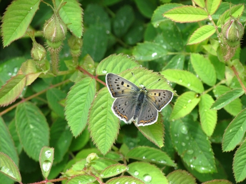 Sooty Copper