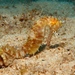Observation photo