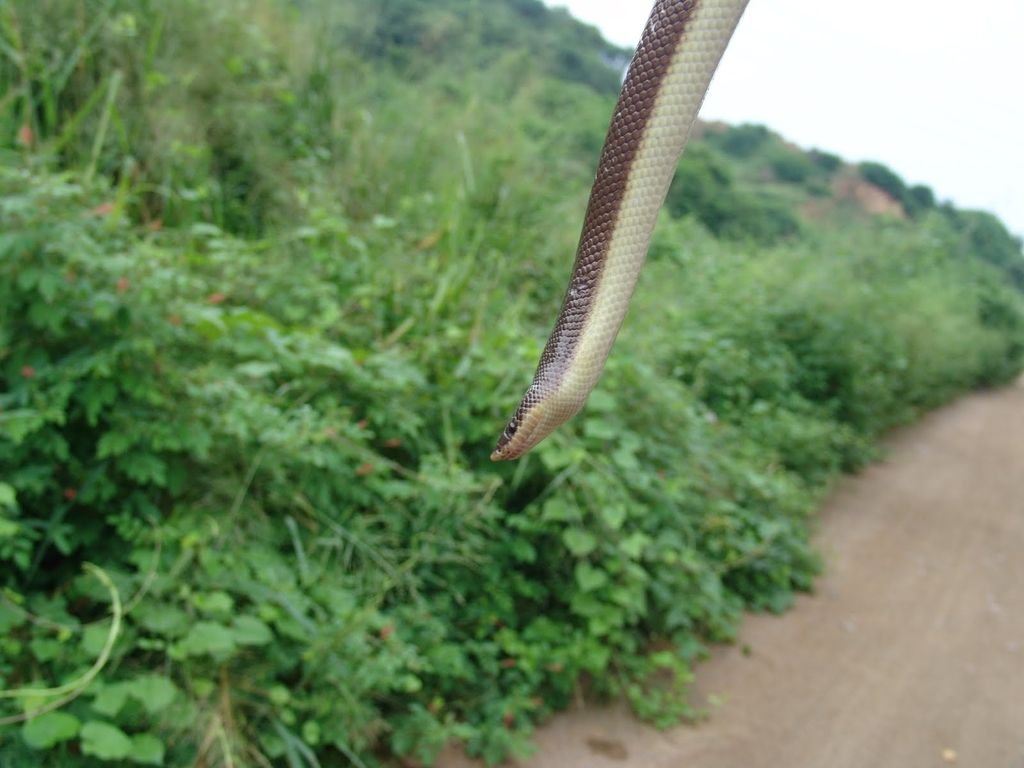 Mexican Burrowing Python from Campos, 28809 Manzanillo, Col., México on ...