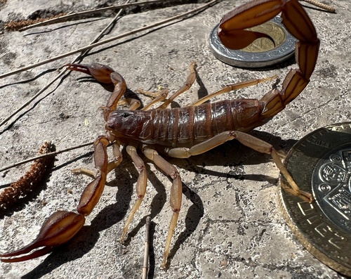 Thorellius intrepidus