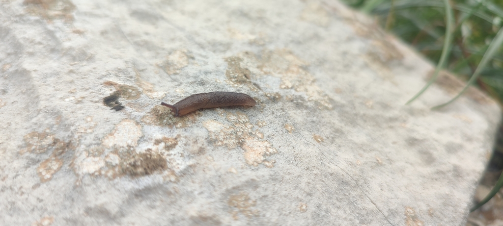 Limacoidea from Τοπική Κοινότητα Μαντείου, Δωδώνη 455 00, Ελλάδα on