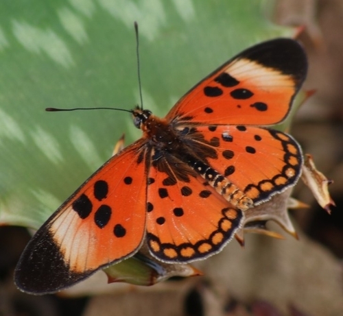 Rubraea bellona