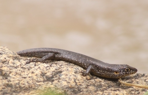 Speckle-lipped Mabuya