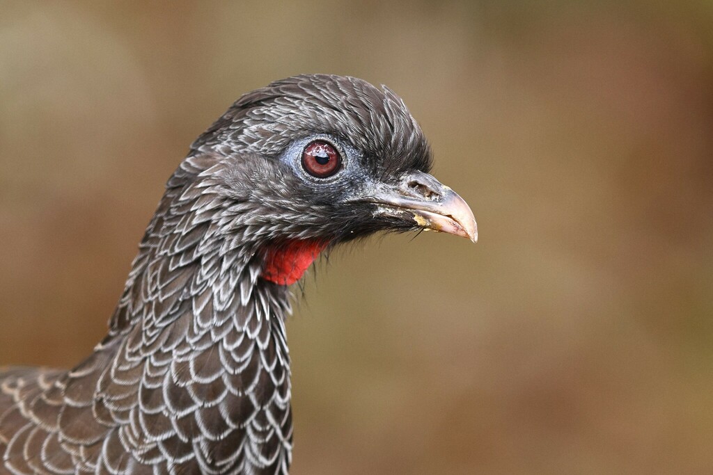 Andean Guan photo